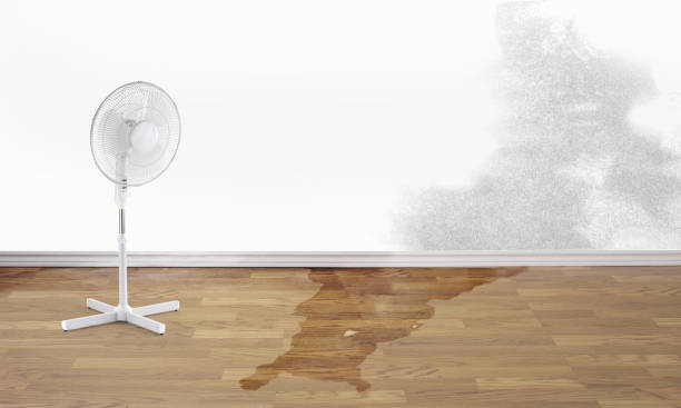 Best Carpet water damage restoration  in Coal Valley, IL