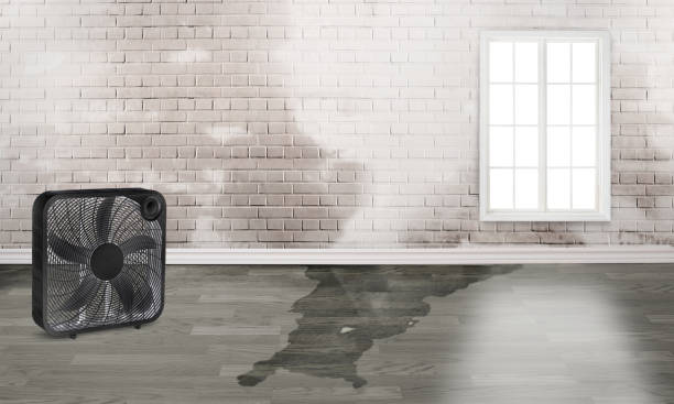 Best Carpet water damage restoration  in Coal Valley, IL