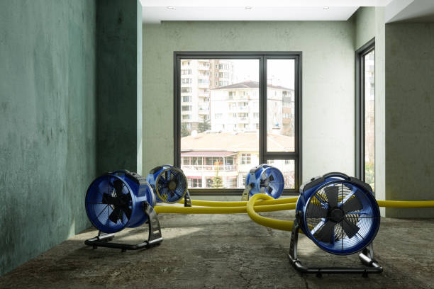 Best Basement water damage restoration  in Coal Valley, IL